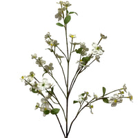 DOGWOOD BRANCH