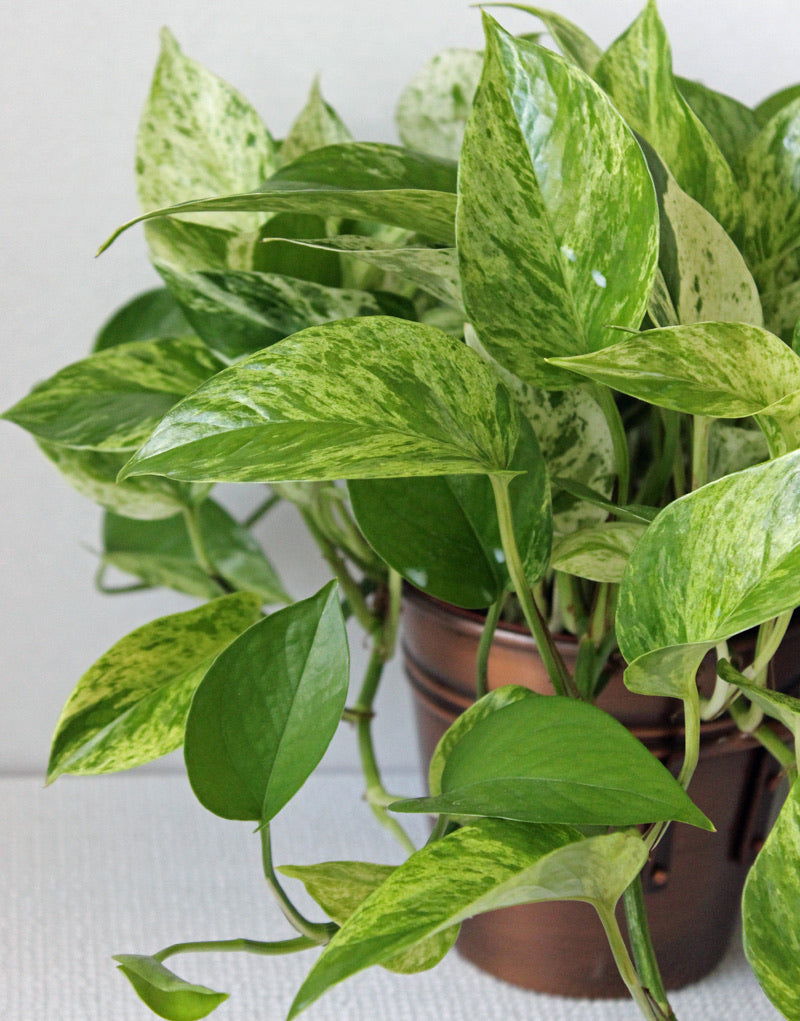 Pothos Marble Queen