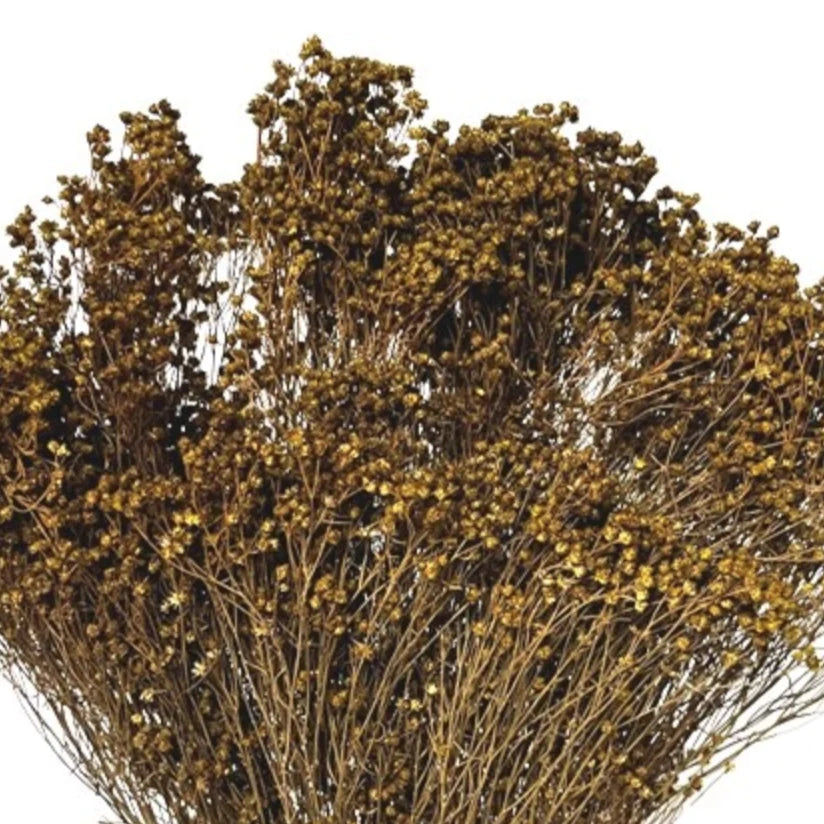 Dried Bloom Broom Bunch
